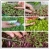 nasiona Microgreens Pachnotka zwyczajna fioletowa młode listki swikx12